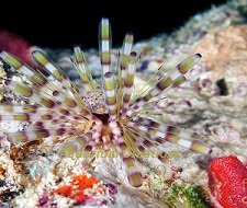 Picture of Banded Longspine Urchin
