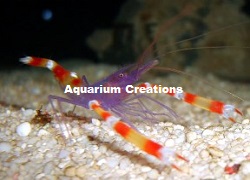 Picture of Blue Body Coral Banded Shrimp 