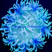 Picture of Long Tentacle Anemone