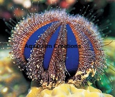 Picture of Blue Tuxedo Urchin