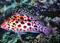 Picture of Coral Hawkfish