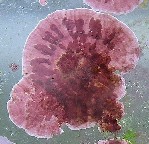 This is Coraline Algae, the only good Algae for your marine aquarium