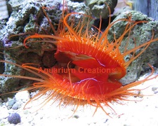 Picture of Pacific Electric Flame Scallop