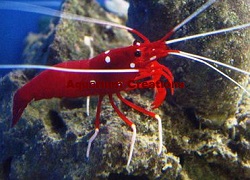 Picture of Red Fire Shrimp