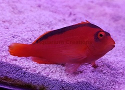 Picture of Flame Hawkfish