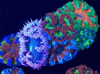 Picture of a group of Ultra Rock Flower Anemone's