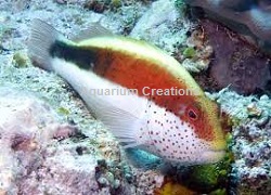 Picture of Freckled Hawkfish