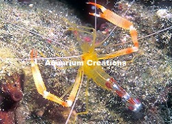 Picture of Golden Coral Banded Shrimp 
