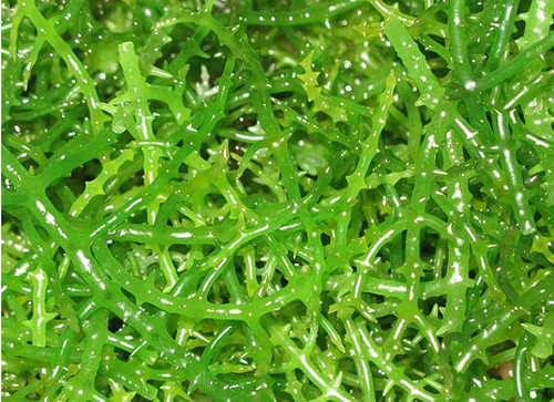 Green Gracilaria Macroalgae, Aquacultured