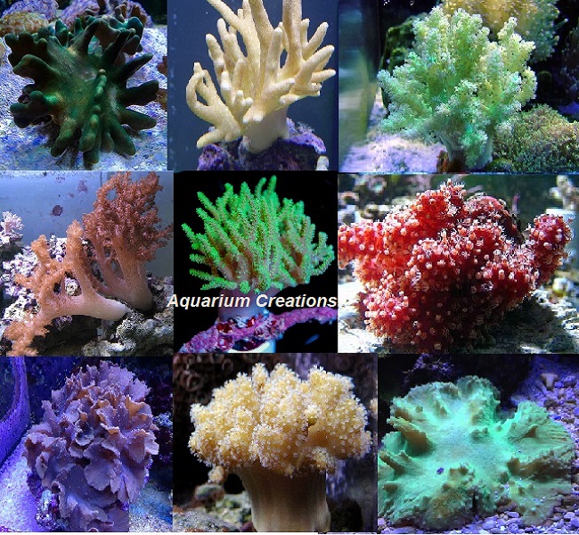 Picture of  Aquarium Creations Leather Coral Package