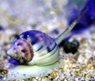 Nassarius Snails are excellent in cleaning detritus and bacteria from substrate and other areas.