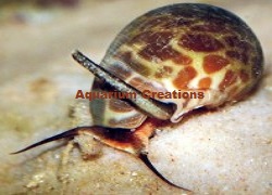 Picture of Orange Spot Butterscotch Nassarius Snail