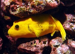 Picture of Golden Male Arothron Puffer