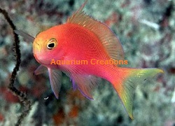 Picture of Randall's Anthias