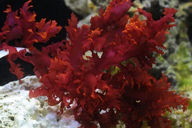 Picture of Red Dragons Tongue Algae