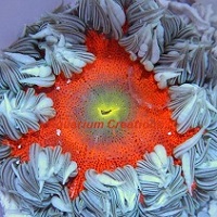 Picture of Rock Flower Anemone