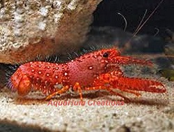 Picture of Red Hawiian Reef Lobster