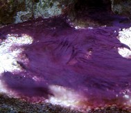 purple algae in freshwater tank