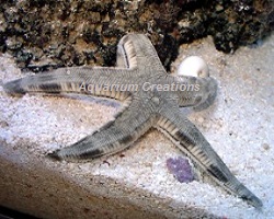 Picture of Sand Sifting Star Fish