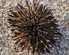 Picture of Short Spine Urchin