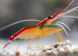 Picture of Scarlet Skunk Cleaner Shrimp