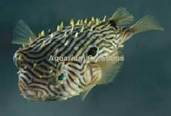 Picture of Spiney Box Puffer