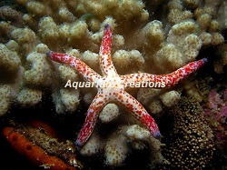 Picture of Dalmation Linckia Starfish