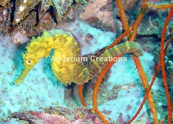 Picture of Tigertail Seahorse, Hippocampus comes