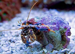 Picture of Dwarf Blue Leg Reef Hermit Crab