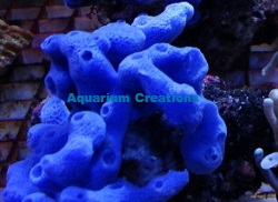Picture of Blue Sponge