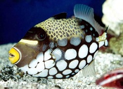 Picture of a Clown Triggerfish
