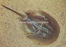 Picture of Horseshoe Crab