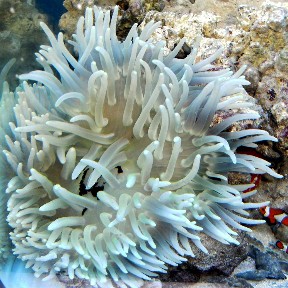 How long do sea anemones live?