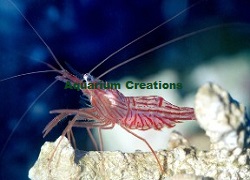 Picture of Peppermint Shrimp