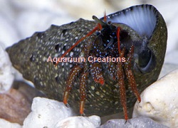 Picture of Dwarf Red Leg Reef Hermit Crab