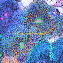 Picture of Rainbow Ricordea Florida Mushroom Coral