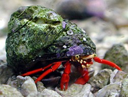 Scarlet Reef Crabs, an important reef friendly component in any algae control package.