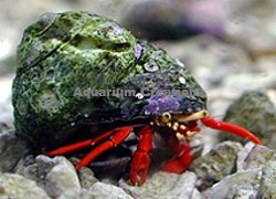 Picture of Red Scarlet Reef Hermit Crab