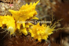 Picture of Yellow Knobby Sea Cucumber