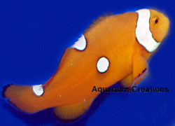 Picture Extreme Misbar Ocellaris Clownfish
