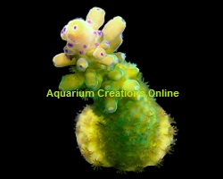 Picture of Yellow Tip Staghorn Acropora