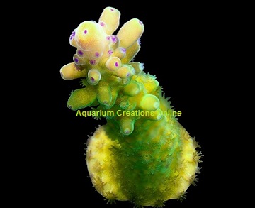 Picture of Yellow Tip Staghorn Acropora, Aquacultured ORA®