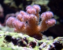 Picture of Pink Pocillopora Damicornis