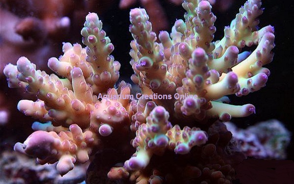 Picture of Pink Loripes Acropora, Aquacultured by ACOL