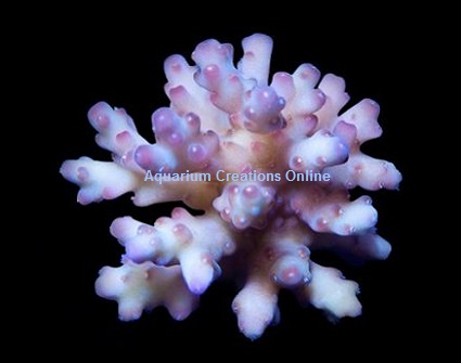 Picture of Marshall Island Raspberry Acropora Loripes, Aquacultured by ORA®