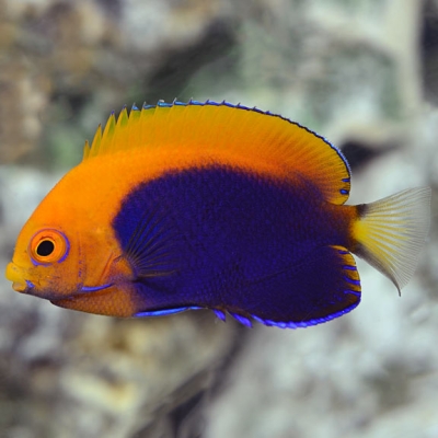 Picture of African Flameback Angelfish - Centropyge acanthops