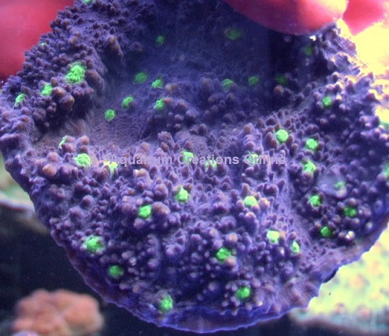 Picture of  Tyree Alien Eye Chalice Coral, Aquacultured, Echinophyllia sp.