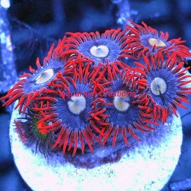 Picture of Alpha & Omega Zoanthid Polyps