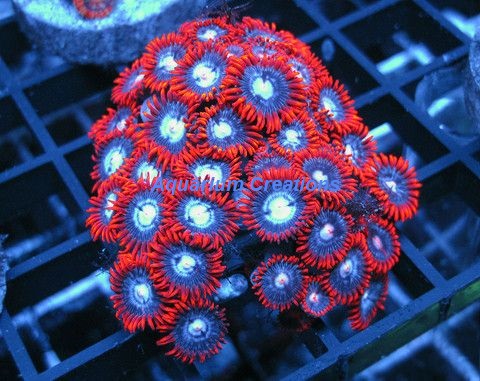 Picture of Alpha and Omega Zoanthid Polyps