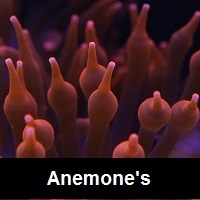Saltwater Aquarium Anemone